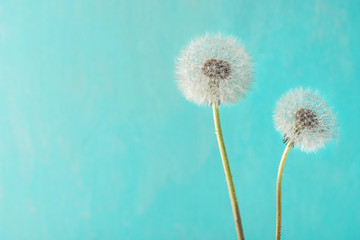 Dandelion flowers with dew drops on blue background. Soft focus