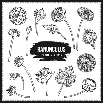 SET OF RANUNCULUS FLOWERS AND LEAVES