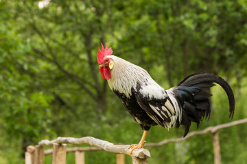 Free range silver leghorn rooster