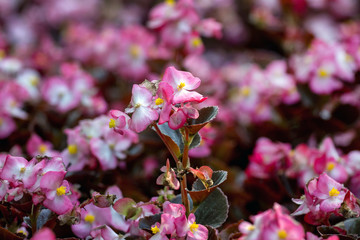 Small pink decorative flowers on flower bed_