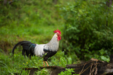 Free range silver leghorn rooster
