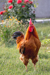 Brown rooster in the garden near a bush of red roses_