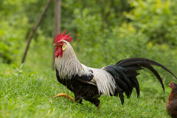 Free range silver leghorn rooster