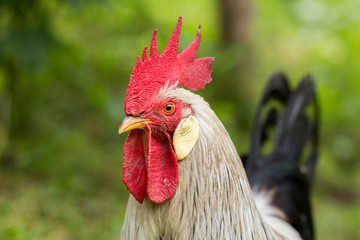 Free range silver leghorn rooster