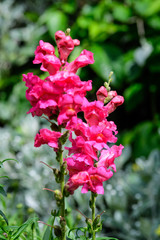 Vivid pink magenta dragon flowers or snapdragons or Antirrhinum in a sunny spring garden, beautiful outdoor floral background photographed with soft focus