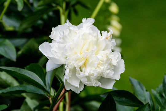 Close up of one large delicate white peony flower, in a garden in a sunny summer day, beautiful outdoor floral background photographed with soft focus