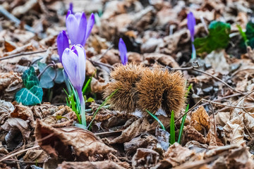 The awakening of spring. Crocus and primroses in the woods.