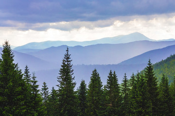 Green spruce on a background of blue mountains in cloudy weather_
