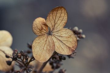 Dried hydrangea flower with coarse veins on the petal