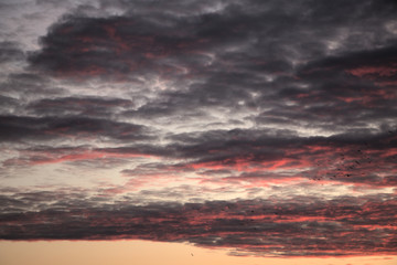 Beautiful dark red sunset. The sky with colorful shades. Highly flying birds in the sky. Winter sunset.