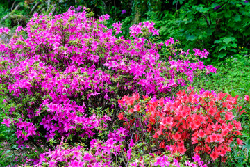 Obraz premium Bush of delicate red and vivid magenta pink flowers of azalea or Rhododendron plant in a sunny spring Japanese garden, beautiful outdoor floral background