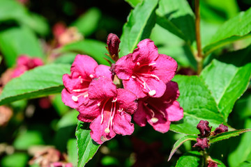 Close up of vivid pink Weigela florida plant with flowers in full bloom in a garden in a sunny spring day, beautiful outdoor floral background photographed with soft focus