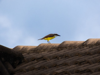 beautiful bird of the species bem-te-vi