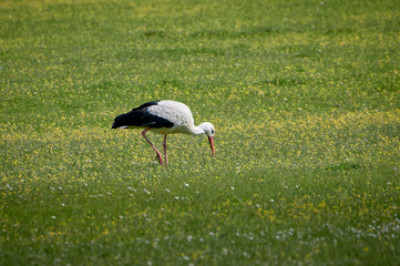 Storks in meadow of Spain eating and flying in spring.