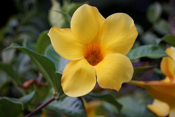 yellow flower