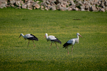 Obraz na płótnie Canvas Storks in meadow of Spain eating and flying in spring.