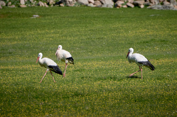 Storks in meadow of Spain eating and flying in spring.