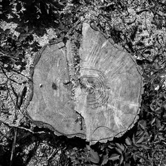 Ścięty pień starego drzewa w lesie, b&w