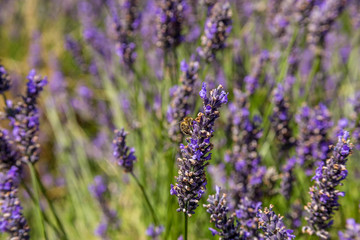 Selective focus on single bee on a stem of lavender with open flowers