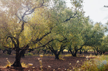 Olive Grove on the island of Greece. plantation of olive trees.