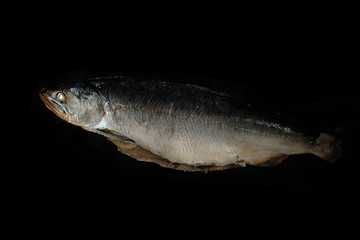 Obraz premium Salmon isolated on black background. Food photo. Place for text.