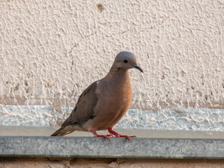 beautiful bird of the dove species