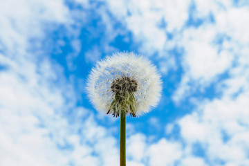 White dandelion seed head on cloudy sky background, selective focus, copy space.