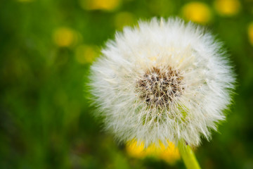 White dandelion seed head on green background, selective focus, copy space.