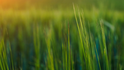 Abstract background of green leaves. Selective focus, banner size, copy space.