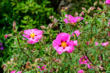 Close up of one delicate vivid pink Cistus flower, commonly known as rockrose, in full bloom in a sunny summer garden, beautiful outdoor floral background