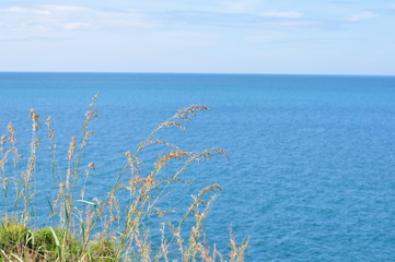 The grass flowers in the sky at the hill overlooking the seaside of Koh Samet.	