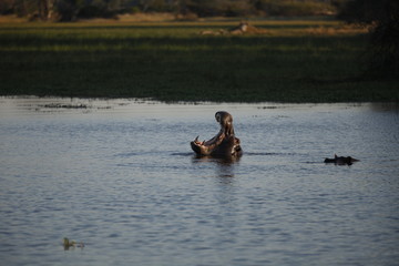 giant wild hippo hippopotamus with mouth open in lake at sunset