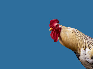 Portrait of a rooster on a blue background.