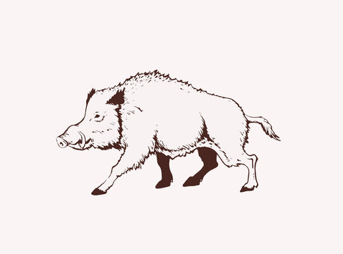 Graphical illustration of wild hog, vector  sepia illustration