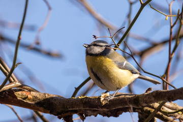 Vögel an der Winterfütterung