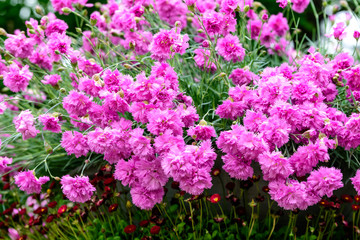 Fototapeta premium Bliska małe żywe różowe kwiaty rośliny Dianthus carthusianorum, powszechnie znane jako róż kartuzów w ogrodzie w stylu brytyjskiego domku w słoneczny letni dzień, piękny odkryty kwiatowy tło