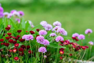 Close up of small vivid pink flowers of Armeria maritima plant, commonly known as thrift, sea thrift or sea pink on a seaside in a sunny summer day in Scotland, beautiful outdoor floral background