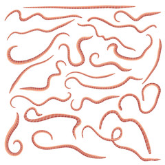 set of red earthworms isolated on white background. Segmented rain worms crawling collection. Worms in cartoon realistic style in different poses. icon of annelida legless animal living in soil.