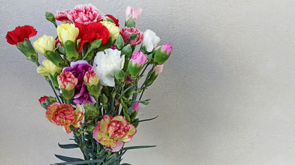 Bunch of multicolor carnations for holidays and greetings on Mother's Day, 8 March, Birthday.