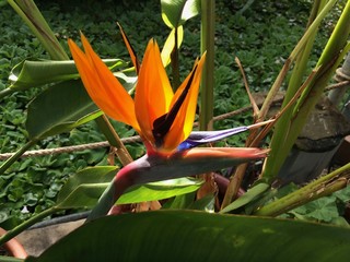 bird of paradise
