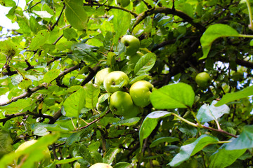 green apples on the tree