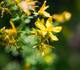 close-up on a yellow flower. open yellow flower.macro on a yellow flower