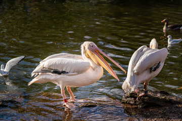 A pair of Great White Pelican looking for food.