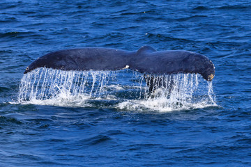 Fototapeta premium Whale watching.