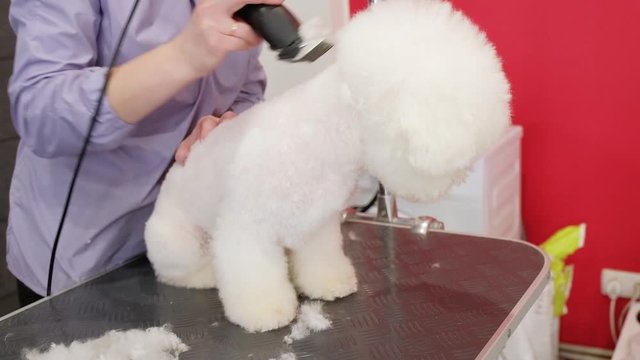 A white dog is sheared in a hair salon. Caring for the Bichon Frize