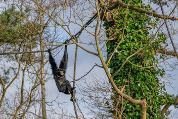 Black Gibbon located in a zoo in Ireland.
