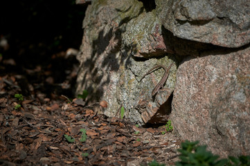 Lizard in the sun in Spain in spring
