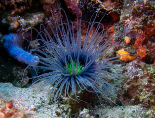 Tube Dwelling Anemone (Cerianthus sp.)
