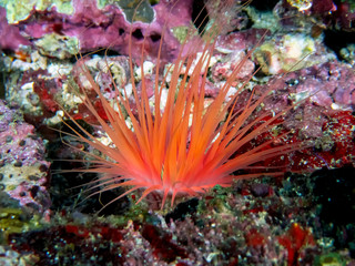 Tube Dwelling Anemone (Cerianthus sp.)