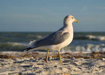 Eine Möwe Seagull Vogel beim Sonnenuntergang am Strand von Florida, Beine im Sand und Wellen im Hintergrund